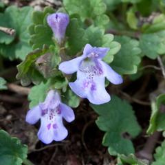 Ground Ivy Glechoma hederacea growing at Radnor Lake Nashville Tennessee