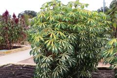 Manihot esculenta 'Variegata' plant with variegated leaves at San Antonio Botanical Garden