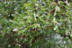Bigtooth maple tree with green leaves and identification sign in San Antonio Botanical Garden