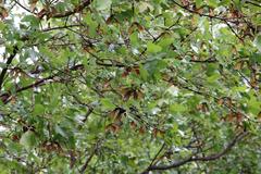 Bigtooth maple tree with green leaves and identification sign in San Antonio Botanical Garden