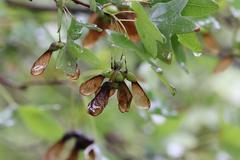 Bigtooth maple tree with green leaves in San Antonio Botanical Garden