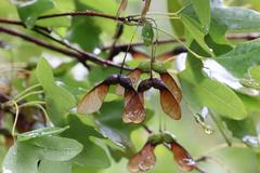 Bigtooth maple tree with green leaves and identifying sign in San Antonio Botanical Garden