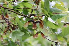 Bigtooth maple tree with green leaves and identification sign in San Antonio Botanical Garden