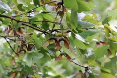 Bigtooth maple tree with green leaves and identifying sign in San Antonio Botanical Garden