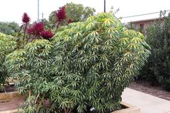 Manihot esculenta Variegata plant at San Antonio Botanical Garden