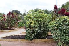 Manihot esculenta Variegata plant with variegated leaves at San Antonio Botanical Garden