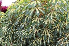 Manihot esculenta 'Variegata' plant with variegated leaves at San Antonio Botanical Garden