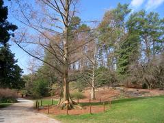 Scenic pathway through Sarah P. Duke Gardens with flowering trees and plants in Durham, North Carolina