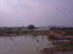 Sathyabama swamp landscape with dense green vegetation and water bodies