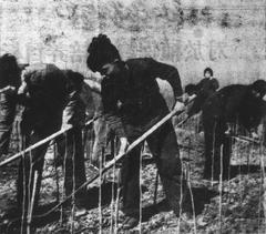 1957 soil cultivation practical training at Shandong Agricultural College