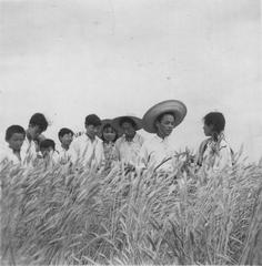 1957 field survey of wheat disease and pest damage at Shandong Agricultural College