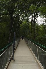 Suspension bridge at the treetop path in Tiergarten Schönbrunn, Vienna
