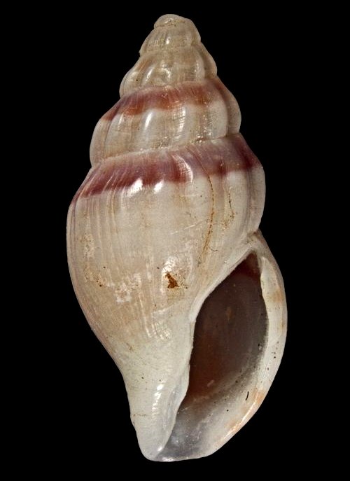 Neoguraleus sandersonae holotype shell in close-up view