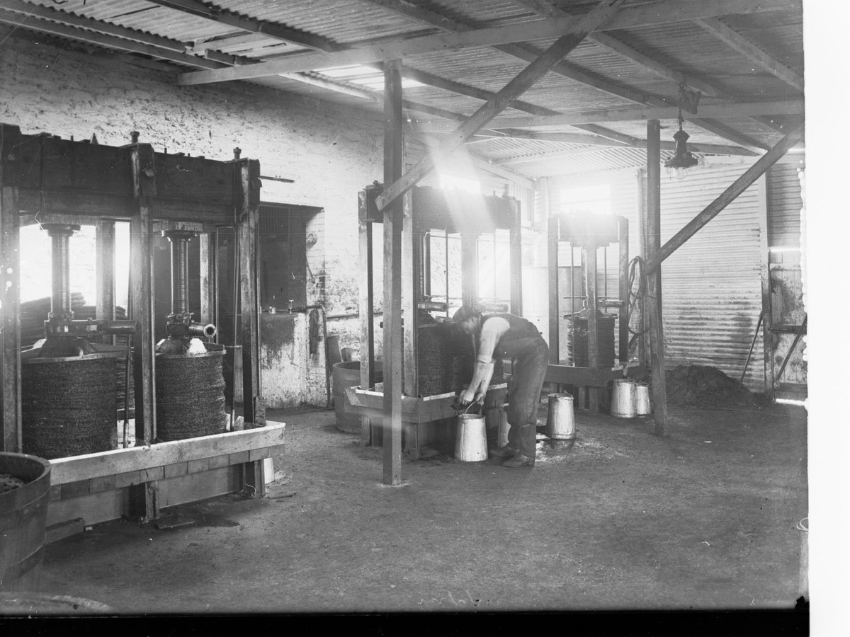 Olive oil presses at Stonyfell Olive Company in Magill, South Australia