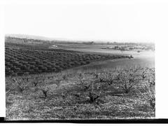 Olive plantation and vineyard in Stonyfell near Penfold Road