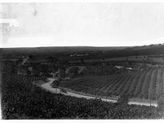 Stonyfell Vineyard with rows of grapevines and a wooden barn in the background under a partly cloudy sky