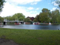Several famous Swan Boats floating on a pond in Boston Public Garden