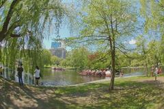 Boston Public Gardens Swan Boats on pond with green trees and tall buildings in background
