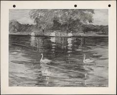 Swan Boats
