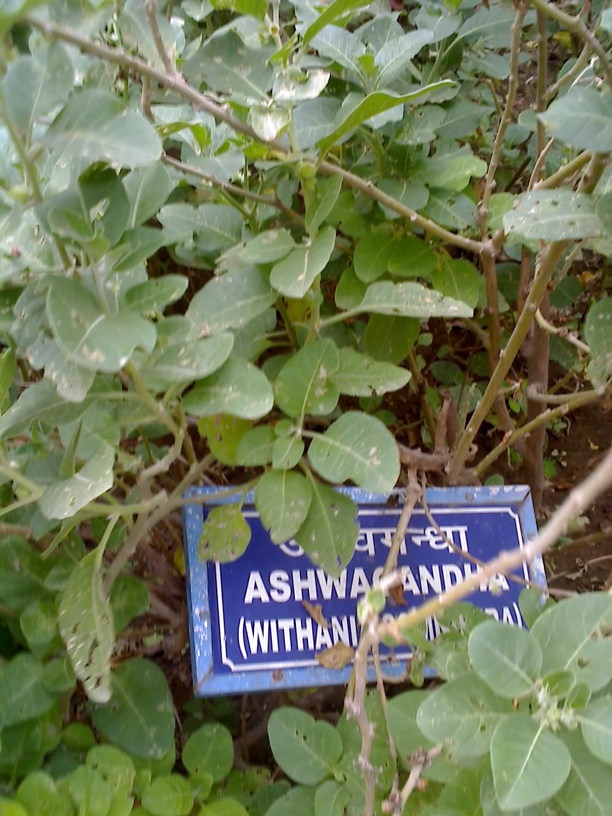 Ashwagandha plant with green leaves and small green berries