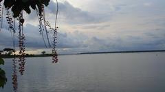 Scenic view of Thanneermukkam with water and greenery