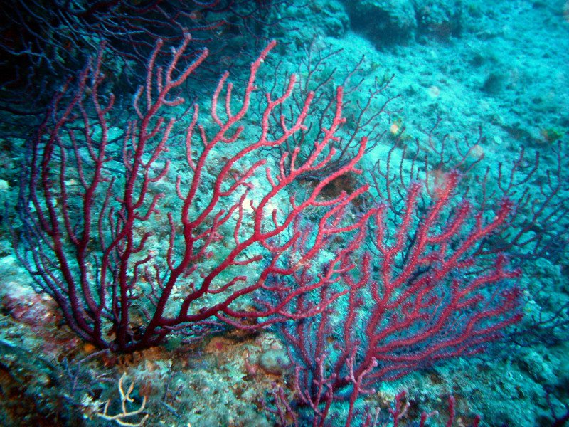 Underwater photo of Paramuricea clavata coral in Portofino Marine Protected Area, Rapallo, Italy