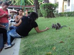 Callitrichidae monkeys at the Catholic University of Salvador in Brazil