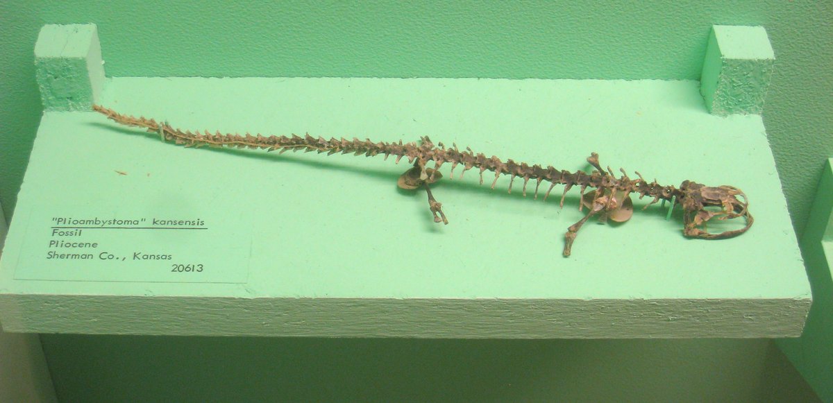 Ambystoma kansensis on exhibit at Museum of Natural History University of Michigan