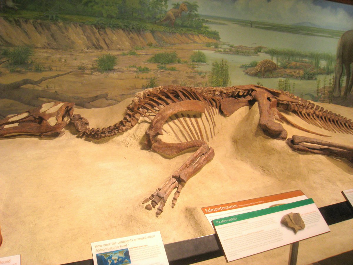 Edmontosaurus dinosaur exhibit at the Museum of Natural History, University of Michigan