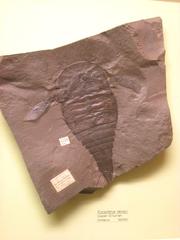 Eurypterus dekayi fossil exhibit at Museum of Natural History University of Michigan
