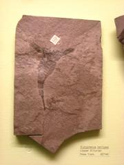 Eurypterus remipes fossil exhibit at Museum of Natural History University of Michigan