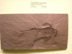 Fossil specimen of Eurypterus remipes on display at the Museum of Natural History, University of Michigan