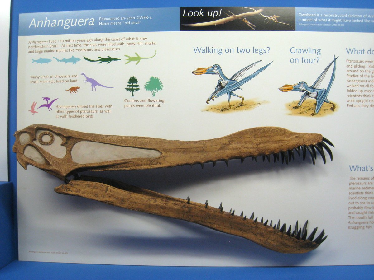 Anhanguera skull exhibit at Museum of Natural History University of Michigan