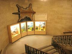 Exhibit inside the Museum of Natural History at University of Michigan featuring prehistoric fossils and specimens