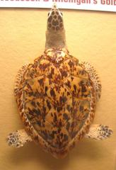 Exhibit of Eretmochelys imbricata at Museum of Natural History, University of Michigan