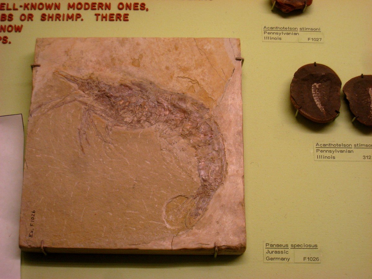 Antrimpos speciosus fossil exhibit at the Museum of Natural History University of Michigan