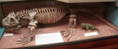Hyperodapedon fossil exhibit at University of Michigan Museum of Natural History