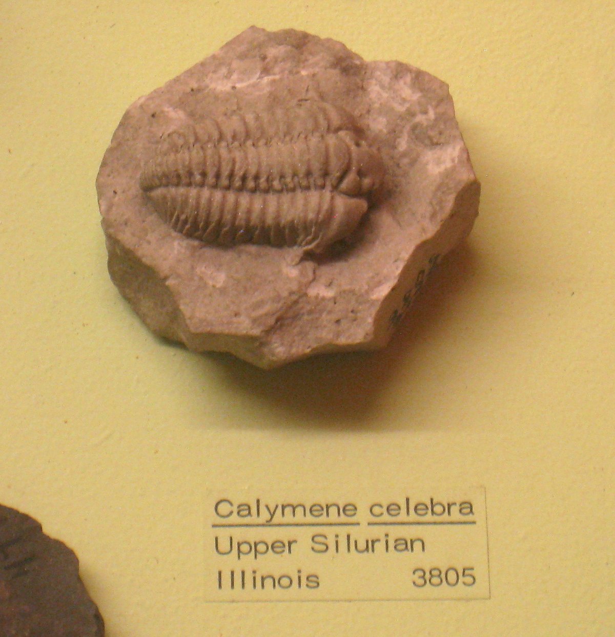 Fossil of Calymene cerebra trilobite exhibited at Museum of Natural History University of Michigan