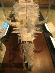 Desmatosuchus skeleton exhibit at Museum of Natural History University of Michigan