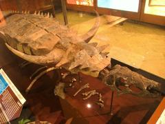 Desmatosuchus fossil exhibit at University of Michigan Museum of Natural History
