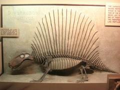 Dimetrodon incisivus fossil exhibit at Museum of Natural History University of Michigan