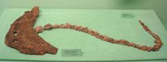Diplocaulus magnicornis fossil exhibit at Museum of Natural History University of Michigan