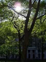 London Plane tree in Washington Square Park Philadelphia
