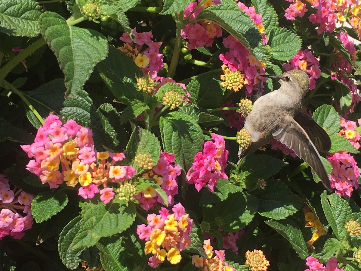 Hummingbird perched on a branch at Will Rogers State Historic Park