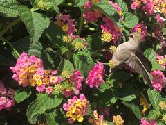 Hummingbird perched on a branch at Will Rogers State Historic Park