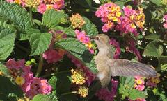 Hummingbird perched on a leaf at Will Rogers State Historic Park