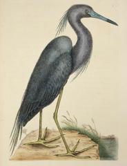 Hand-colored engraving of a heron by Mark Catesby from The Natural History of Carolina, Florida and the Bahama Islands