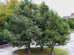 Urban greenery in Bartoszyce Poland