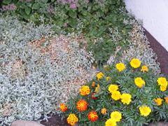 Colorful flowers in city street flower beds
