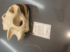 Replica of Galapagos Tortoise skull showing bone structure details
